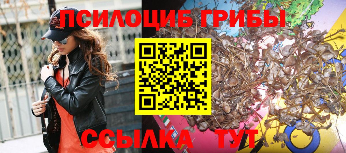 Псилоцибиновые грибы Psilocybe Старая Купавна
